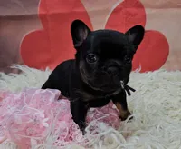 processed/cdc7b7b5-8adb-4ebf-962b-086c4ceb1d0c/listing/fcc7baa2-c595-4b7c-950b-16cf48aee629/df558bad-c996-4ecb-afc4-632600e41d32