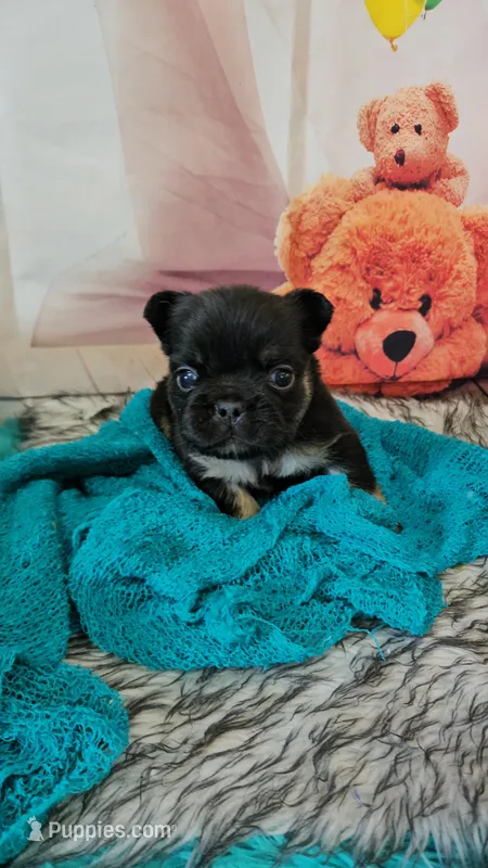 WB 1 – French Bulldog puppy for sale in Newton, IL