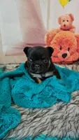 WB 1, a male French Bulldog for sale in Newton, IL – 4 of 7