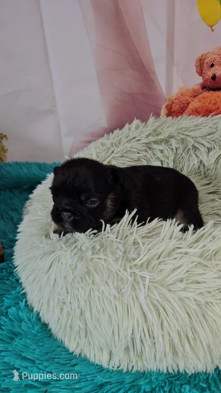 WB 1 – French Bulldog puppy for sale in Newton, IL