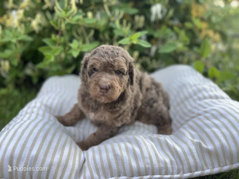 John - large mini – Miniature Goldendoodle puppy for sale in West Haven, CT