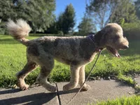 Lorikeet, a female Goldendoodle for sale in West Haven, CT – 8 of 10