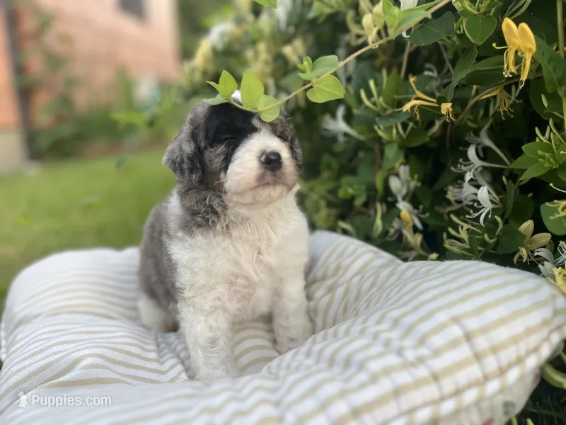 William - large mini – Miniature Goldendoodle puppy for sale in West Haven, CT