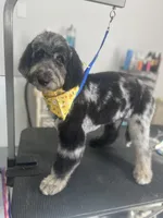 Swan - Stnd Multigen, a female Goldendoodle for sale in West Haven, CT – Photo 8 of 8