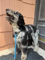 Swan - Stnd Multigen, a female Goldendoodle for sale in West Haven, CT – Photo 7 of 8