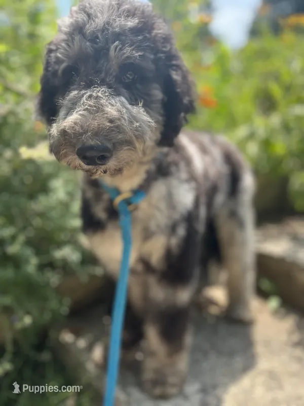 Swan - Stnd Multigen