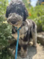 Swan - Stnd Multigen, a female Goldendoodle for sale in West Haven, CT – Photo 1 of 8