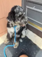 Swan - Stnd Multigen, a female Goldendoodle for sale in West Haven, CT – Photo 6 of 8