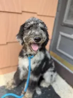 Swan - Stnd Multigen, a female Goldendoodle for sale in West Haven, CT – Photo 5 of 8