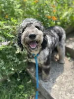 Swan - Stnd Multigen, a female Goldendoodle for sale in West Haven, CT – Photo 2 of 8