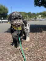 Swan - Stnd Multigen, a female Goldendoodle for sale in West Haven, CT – Photo 3 of 8