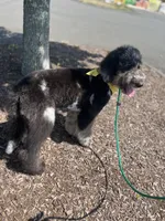 Swan - Stnd Multigen, a female Goldendoodle for sale in West Haven, CT – Photo 4 of 8
