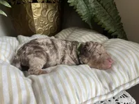 Red - large mini, a male Miniature Goldendoodle for sale in West Haven, CT – 9 of 9