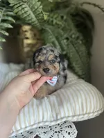Brawly, a male Miniature Goldendoodle for sale in West Haven, CT – 2 of 10