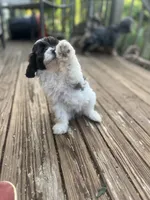 Meadow, a female Miniature Goldendoodle for sale in West Haven, CT – 8 of 8