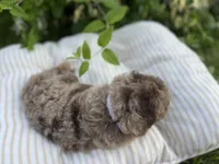 Alexander, a male Miniature Goldendoodle for sale in West Haven, CT – 7 of 10