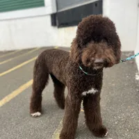 Egret, a female Goldendoodle for sale in West Haven, CT – Photo 2 of 10