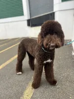 Egret, a female Goldendoodle for sale in West Haven, CT – Photo 2 of 10