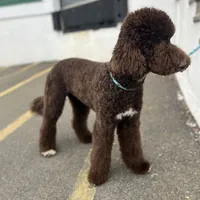 Egret, a female Goldendoodle for sale in West Haven, CT – Photo 3 of 10