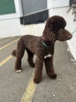 Egret, a female Goldendoodle for sale in West Haven, CT – Photo 3 of 10
