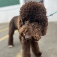 Egret, a female Goldendoodle for sale in West Haven, CT – Photo 8 of 10