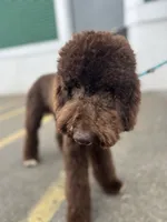 Egret, a female Goldendoodle for sale in West Haven, CT – Photo 8 of 10