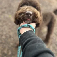 Egret, a female Goldendoodle for sale in West Haven, CT – Photo 7 of 10
