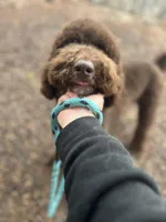 Egret, a female Goldendoodle for sale in West Haven, CT – Photo 7 of 10