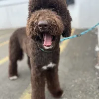 Egret, a female Goldendoodle for sale in West Haven, CT – Photo 1 of 10