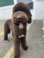 Egret, a female Goldendoodle for sale in West Haven, CT – Photo 1 of 10