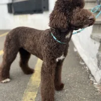 Egret, a female Goldendoodle for sale in West Haven, CT – Photo 4 of 10