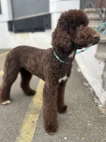 Egret, a female Goldendoodle for sale in West Haven, CT – Photo 4 of 10