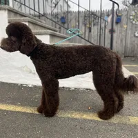 Egret, a female Goldendoodle for sale in West Haven, CT – Photo 5 of 10