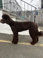 Egret, a female Goldendoodle for sale in West Haven, CT – Photo 5 of 10