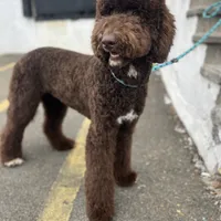 Egret, a female Goldendoodle for sale in West Haven, CT – Photo 10 of 10