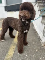 Egret, a female Goldendoodle for sale in West Haven, CT – Photo 10 of 10