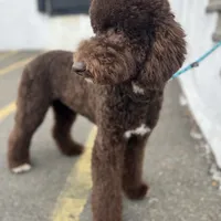Egret, a female Goldendoodle for sale in West Haven, CT – Photo 6 of 10