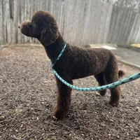 Egret, a female Goldendoodle for sale in West Haven, CT – Photo 9 of 10