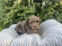 Red, a male Miniature Goldendoodle for sale in West Haven, CT – 2 of 10