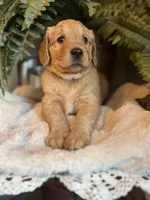 Annabelle, a female Goldendoodle for sale in West Haven, CT – Photo 6 of 10