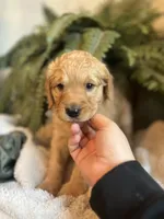 Annabelle, a female Goldendoodle for sale in West Haven, CT – Photo 2 of 10