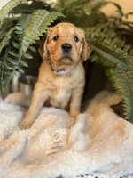 Annabelle, a female Goldendoodle for sale in West Haven, CT – Photo 1 of 10