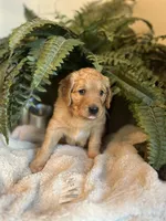 Annabelle, a female Goldendoodle for sale in West Haven, CT – Photo 4 of 10