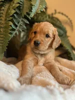 Annabelle, a female Goldendoodle for sale in West Haven, CT – Photo 10 of 10