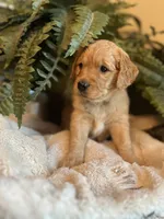 Annabelle, a female Goldendoodle for sale in West Haven, CT – Photo 7 of 10