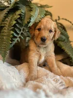 Annabelle, a female Goldendoodle for sale in West Haven, CT – Photo 8 of 10