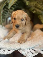 Annabelle, a female Goldendoodle for sale in West Haven, CT – Photo 5 of 10