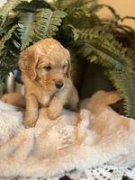Annabelle, a female Goldendoodle for sale in West Haven, CT – Photo 3 of 10