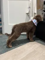 Byron, a male Miniature Goldendoodle for sale in West Haven, CT – 2 of 10