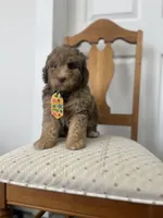 Red, a male Miniature Goldendoodle for sale in West Haven, CT – 7 of 10